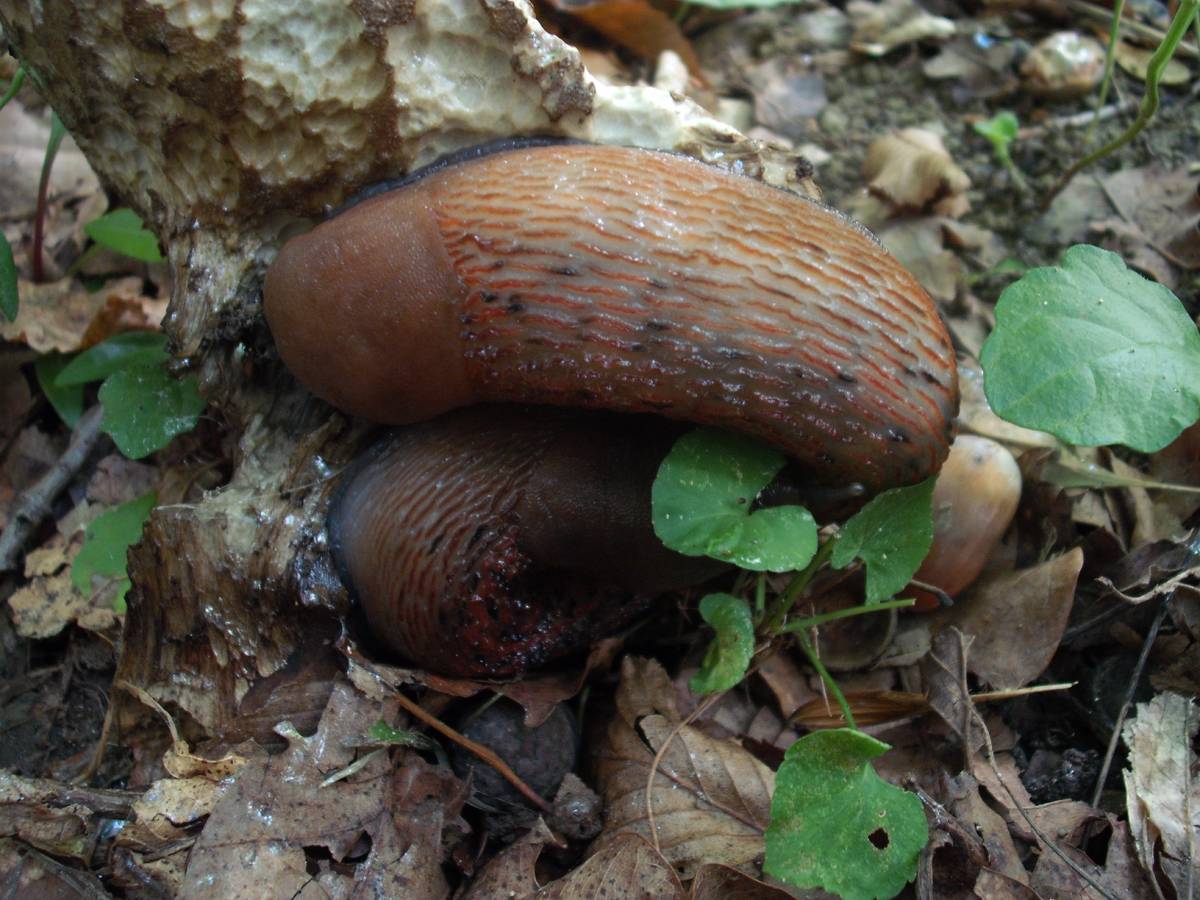 Boletus radicans e Limax